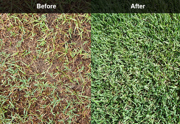 Humic Acid Has The Effect Of Soil Improvement.