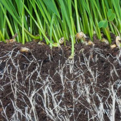 Potassium humate uses in soil,seeds and plants.