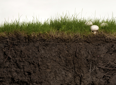 Potassium humate uses in soil,seeds and plants.
