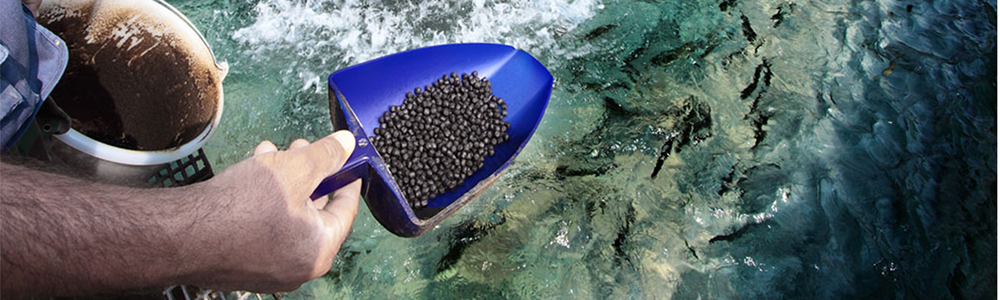 Sodium humate work as an water purifying agent in aquaculture.
