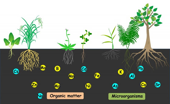The main factors affecting fertilizer efficiency and the way.humic acid fertilizer