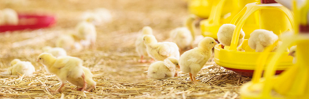 animal feed amino acid
