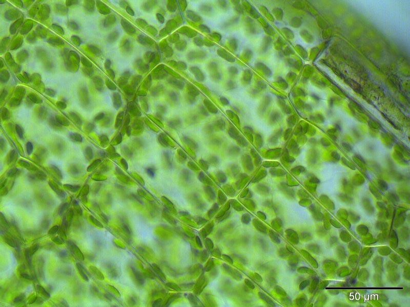 Calcium humate is an better calcium source for plant.