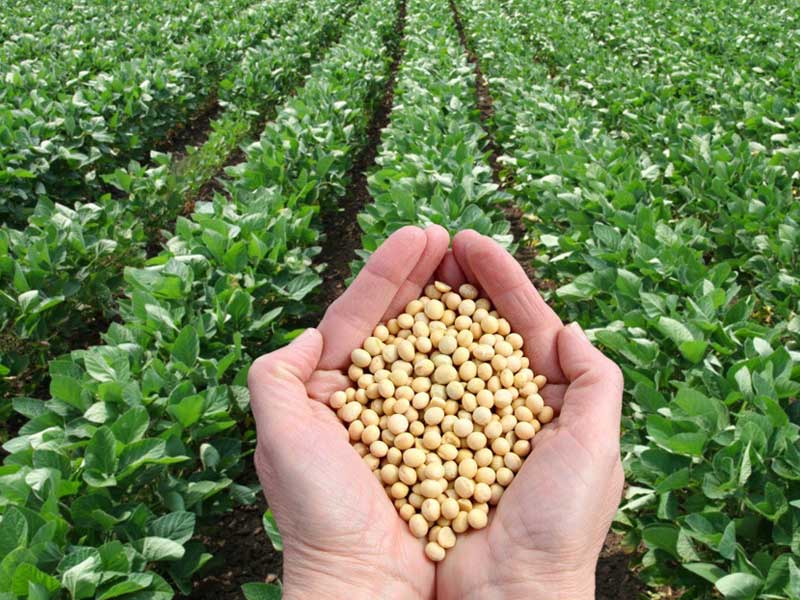 Calcium humate is an better calcium source for plant.
