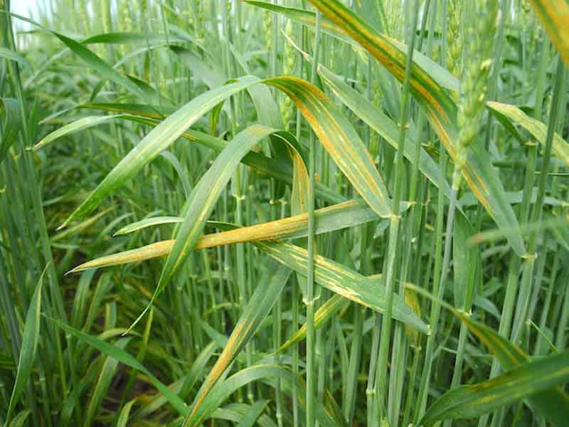 Calcium humate is an better calcium source for plant.