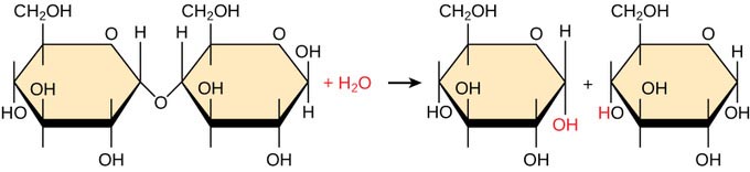 Amino acid production processes.