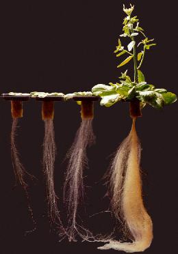 humic acid for agriculture use