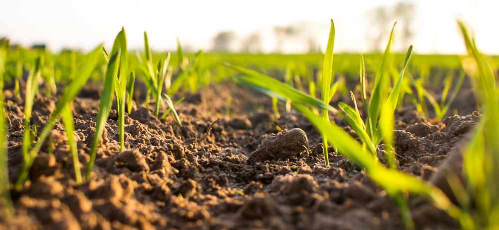 Application method and benefits of humic acid for plants.