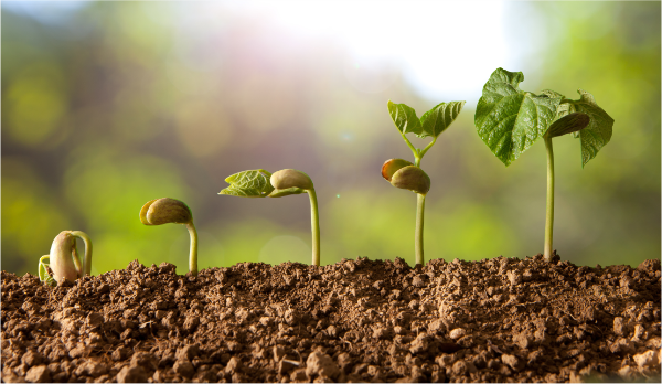 Effects of humic acid on organ growth in higher plants.