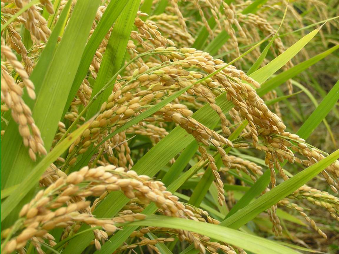 Humic acid effect on plant growth.