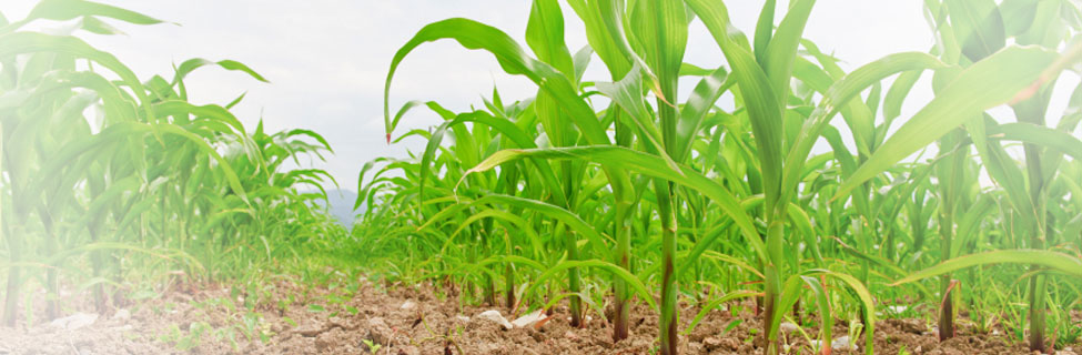 Scientific use of humic acid fertilizer.
