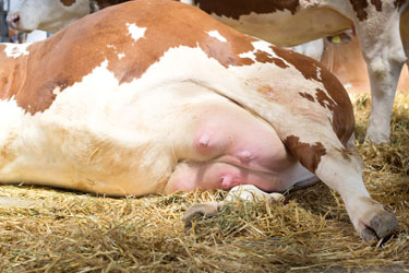 sodium humate feed