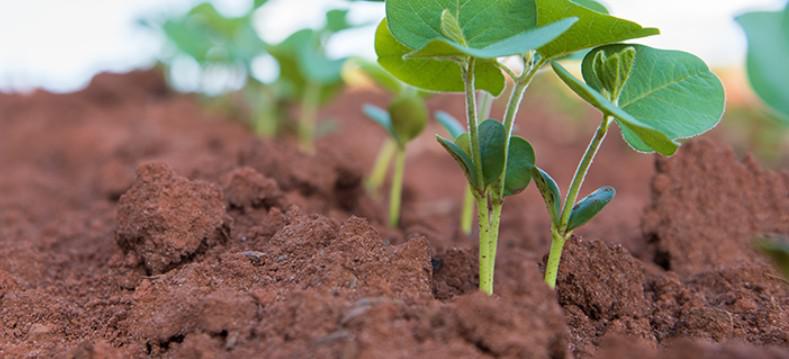 Humic acid can improve soil fertility