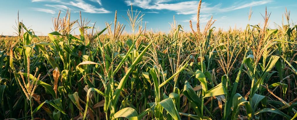 Potassium humate benefits for plants