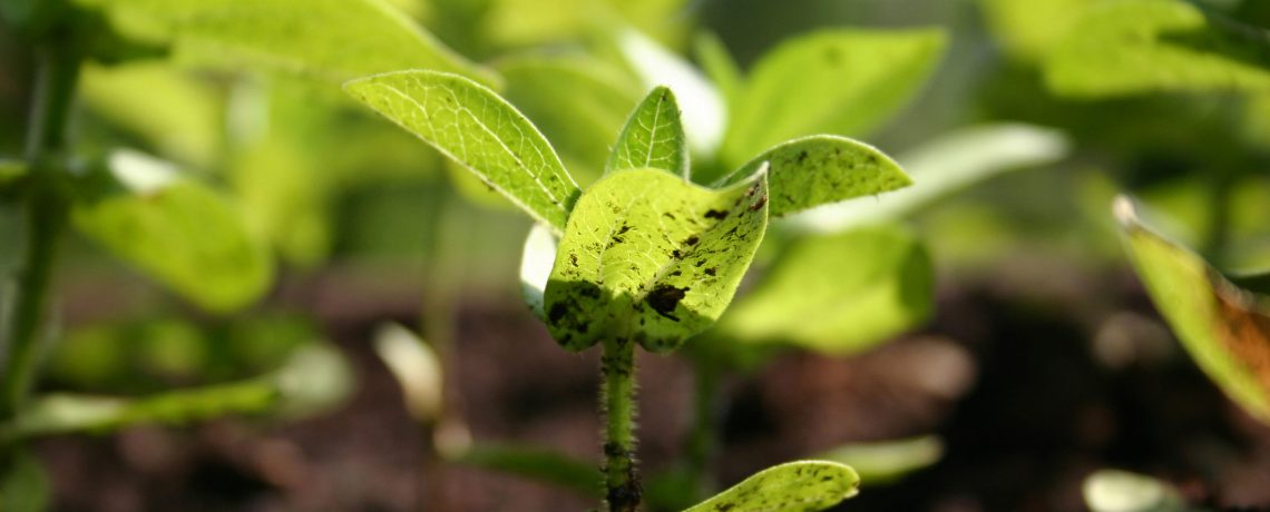 Humic acid combined with chemical fertilizer to feed back soil