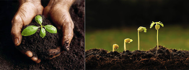 Humic acid combined with chemical fertilizer to feed back soil