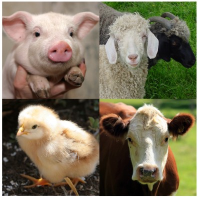 Veterinary pharmacological function of sodium humate