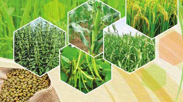 The effect of humic acid granular fertilizer