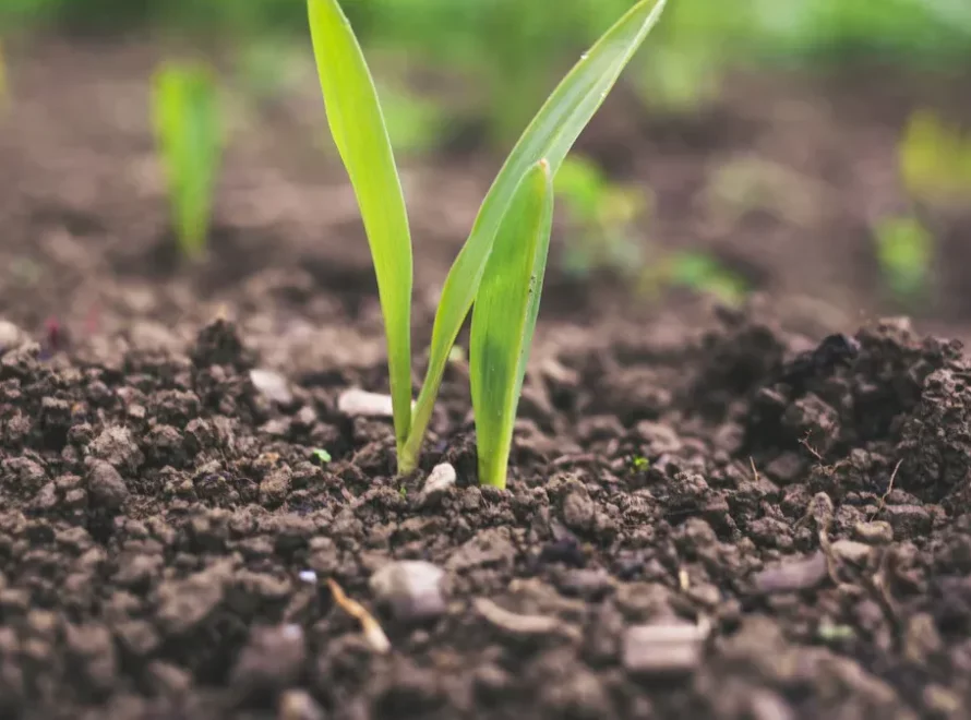 humic acid supplement - humic acid humates
